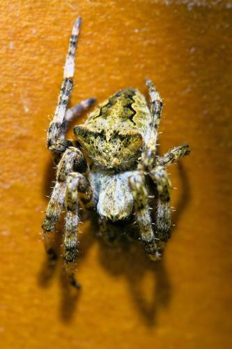 Araneus angulatus